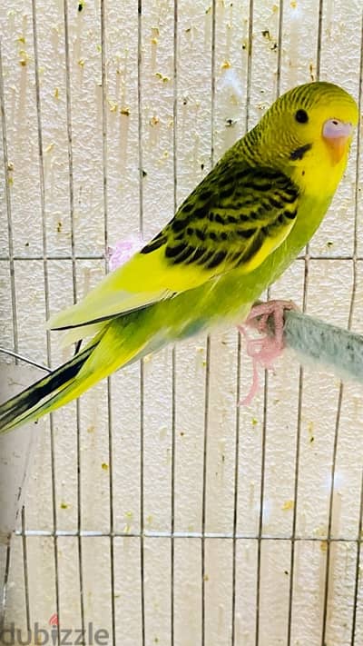 سبعة عصافير