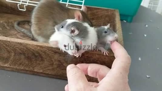 Fancy Rat