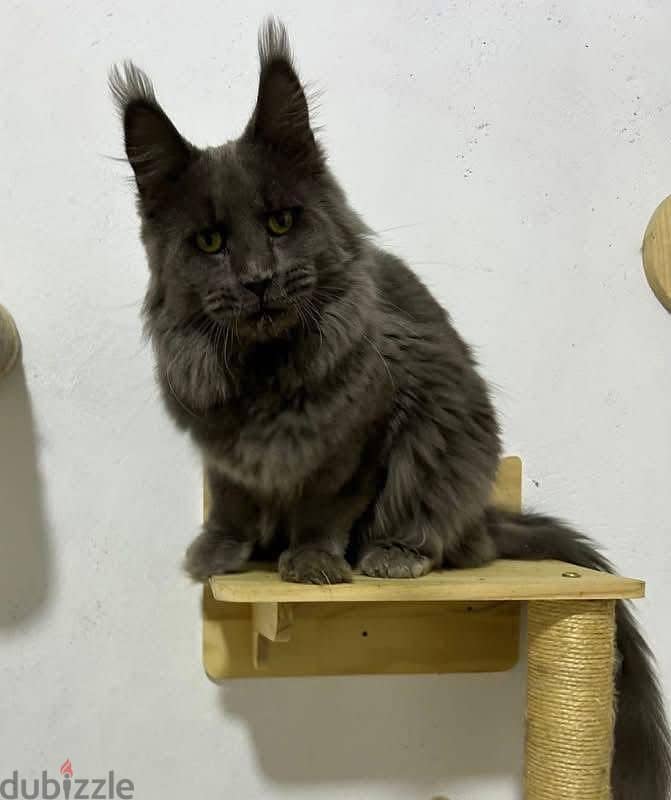 Mâle Maine coon purebreed European 1