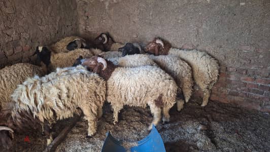 غنم برقي