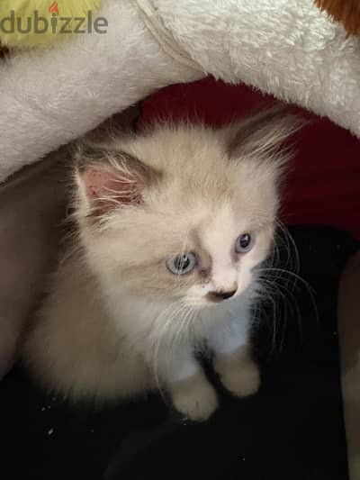Ragdoll-Persian kitten