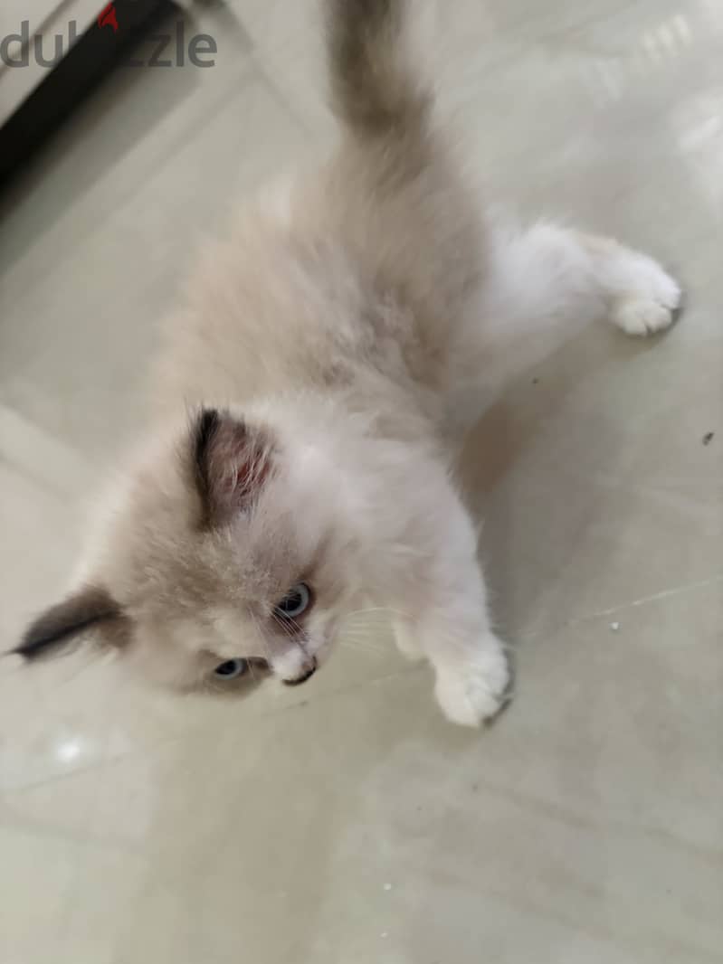 Ragdoll-Persian kitten 1