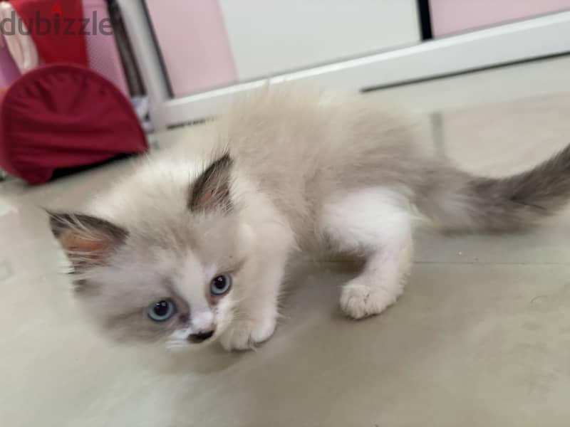Ragdoll-Persian kitten 2