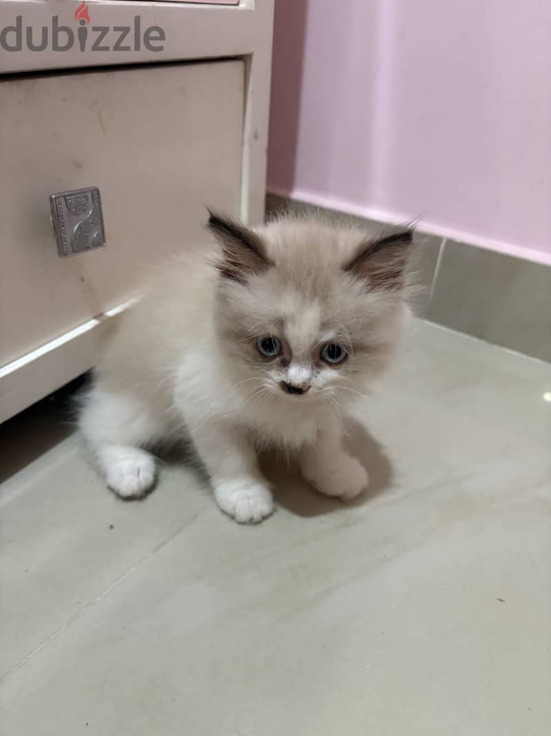 Ragdoll-Persian kitten 3