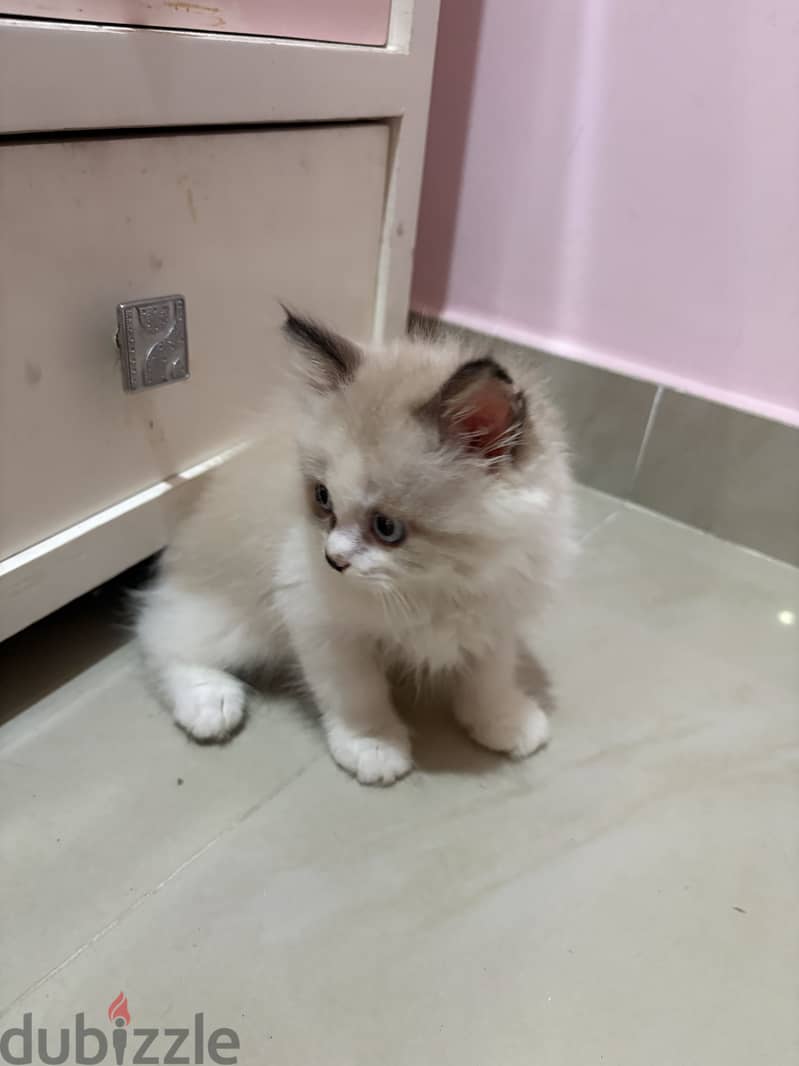 Ragdoll-Persian kitten 4