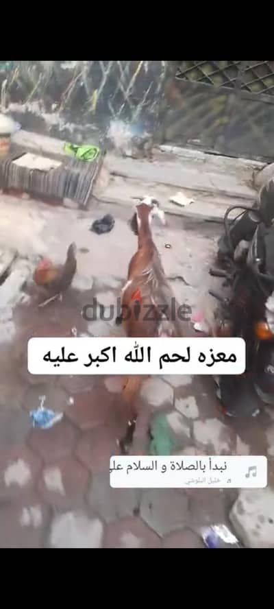 معزه لحم