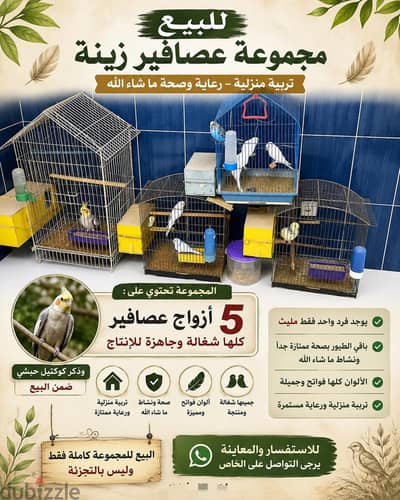 مجموعه من عصافير الزينه