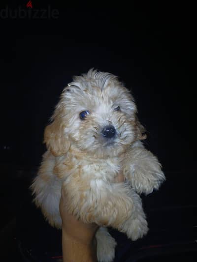maltiboo puppy