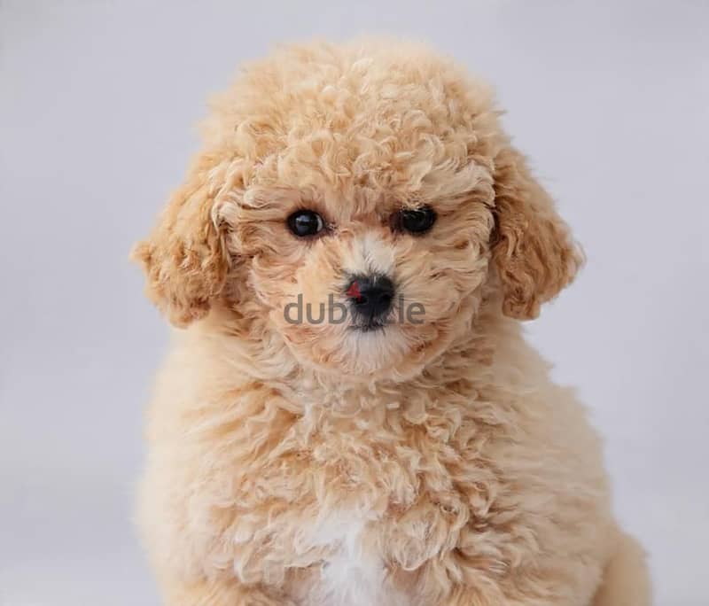 maltiboo puppy 1