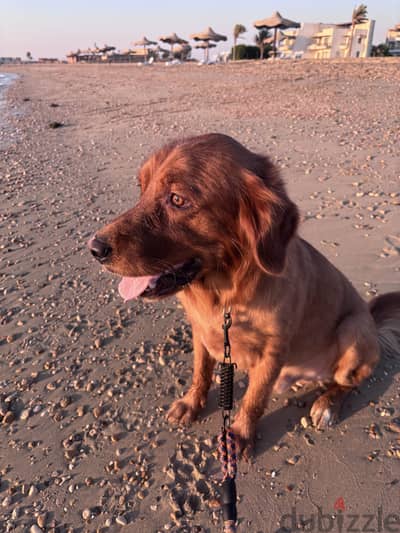 Golden retriever for adoption