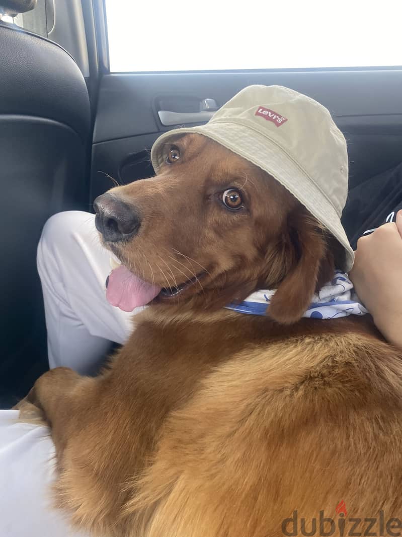 Golden retriever for adoption 1