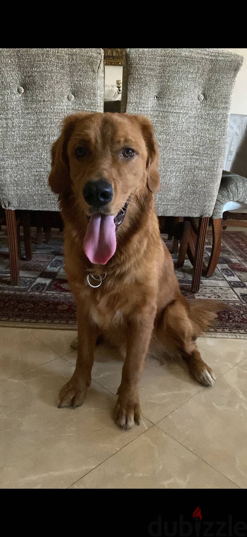 Golden retriever for adoption 2