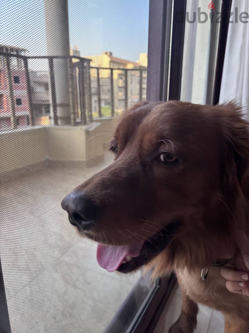 Golden retriever for adoption 3