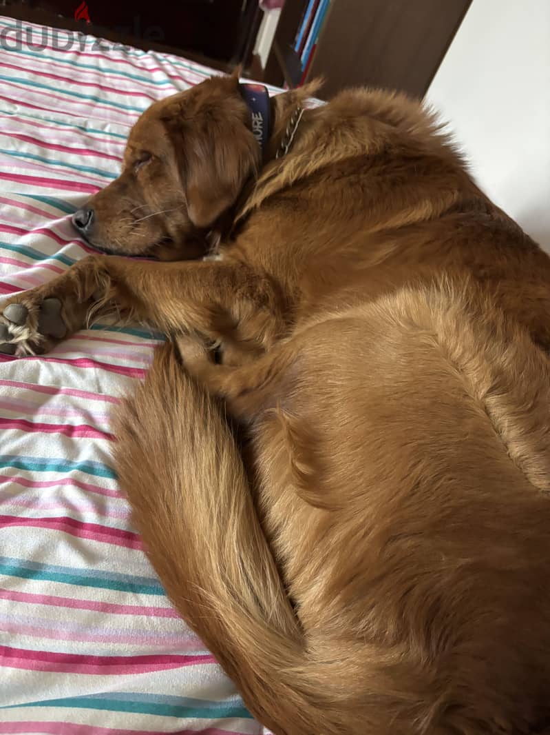 Golden retriever for adoption 4