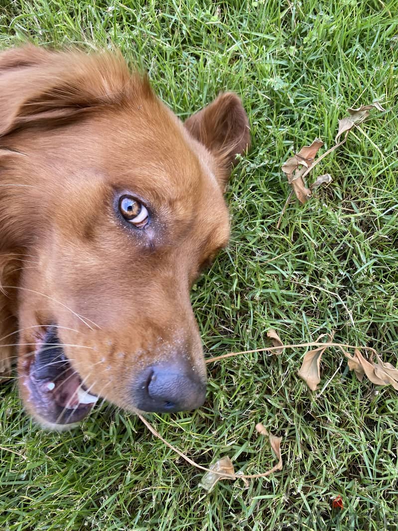 Golden retriever for adoption 5