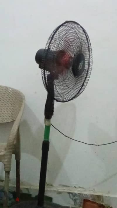 الاسكندريه ابيس