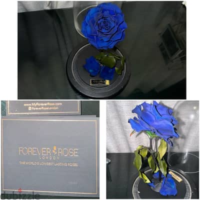 Forever original rose