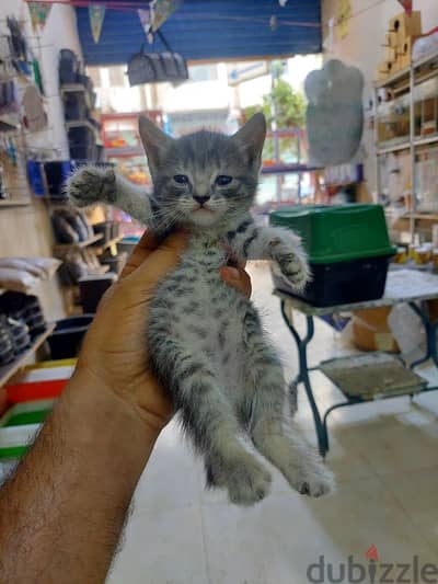 كيتين شيرازى ورحمة ٤٥ يوم و٦٥ يوم