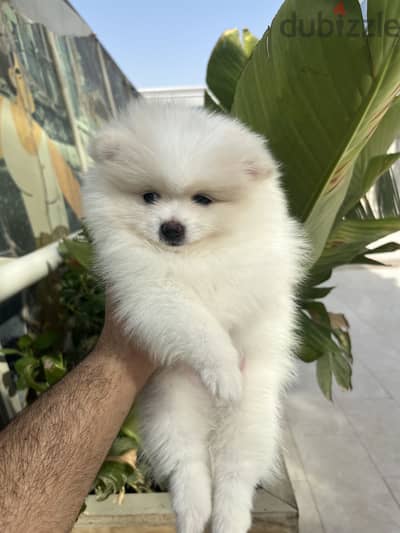 Pure Pomeranian pupppy 45 Days | Teddy Face