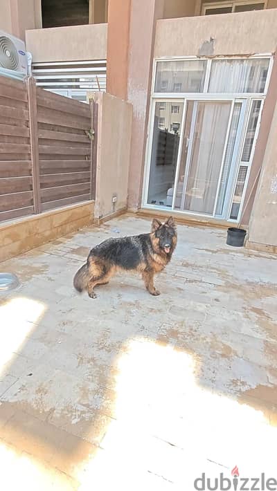 German Shepherd female 10 months