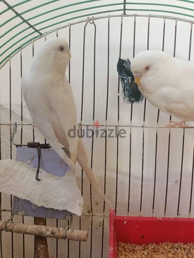 قص الباجي البينو
