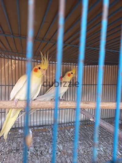 قص كوكتيل لاتيني