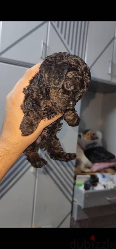 poodle