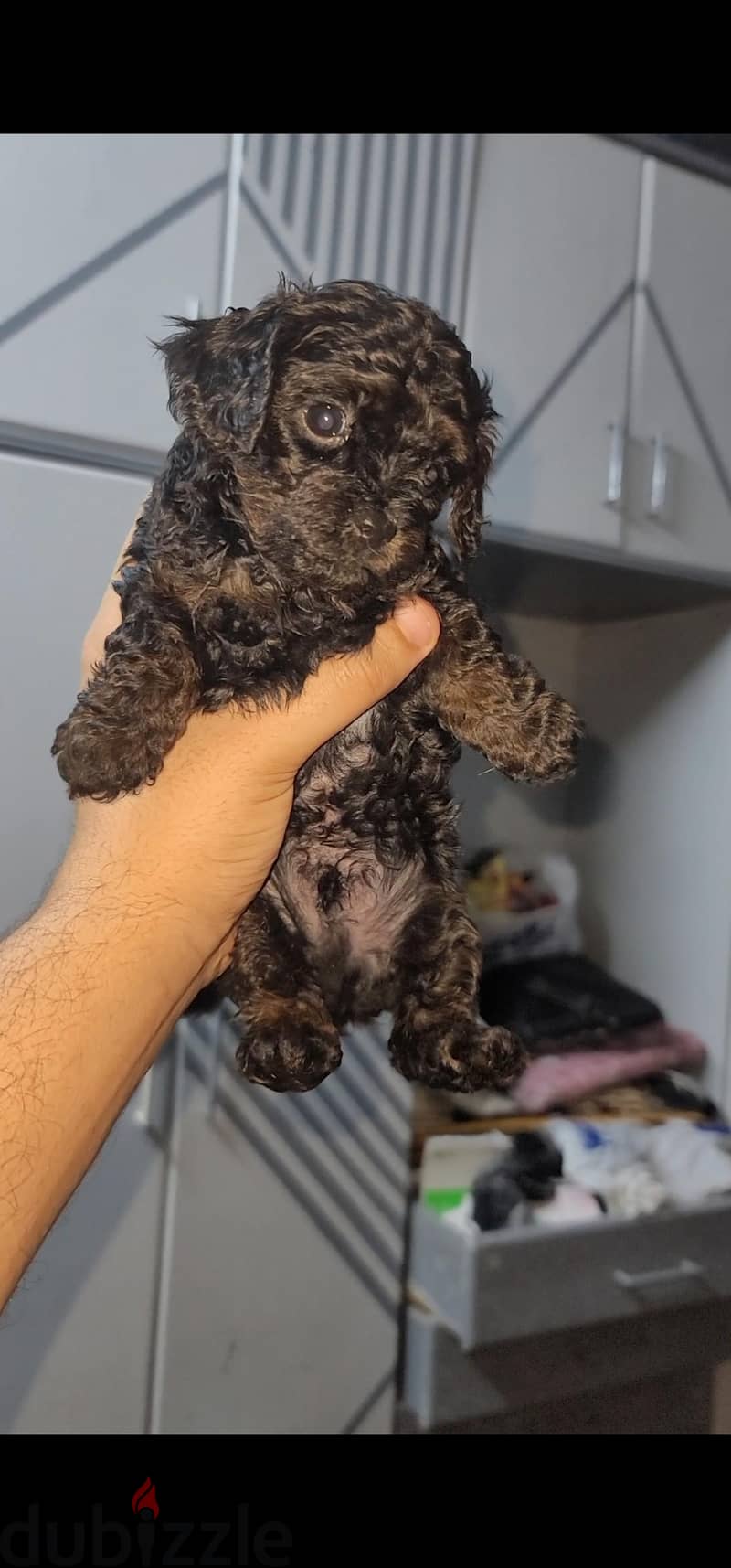 poodle 1