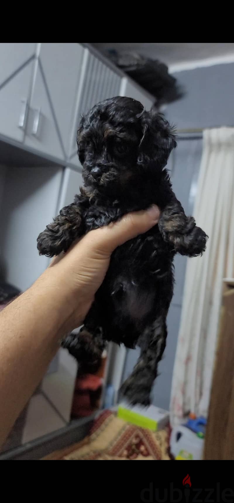 poodle 2