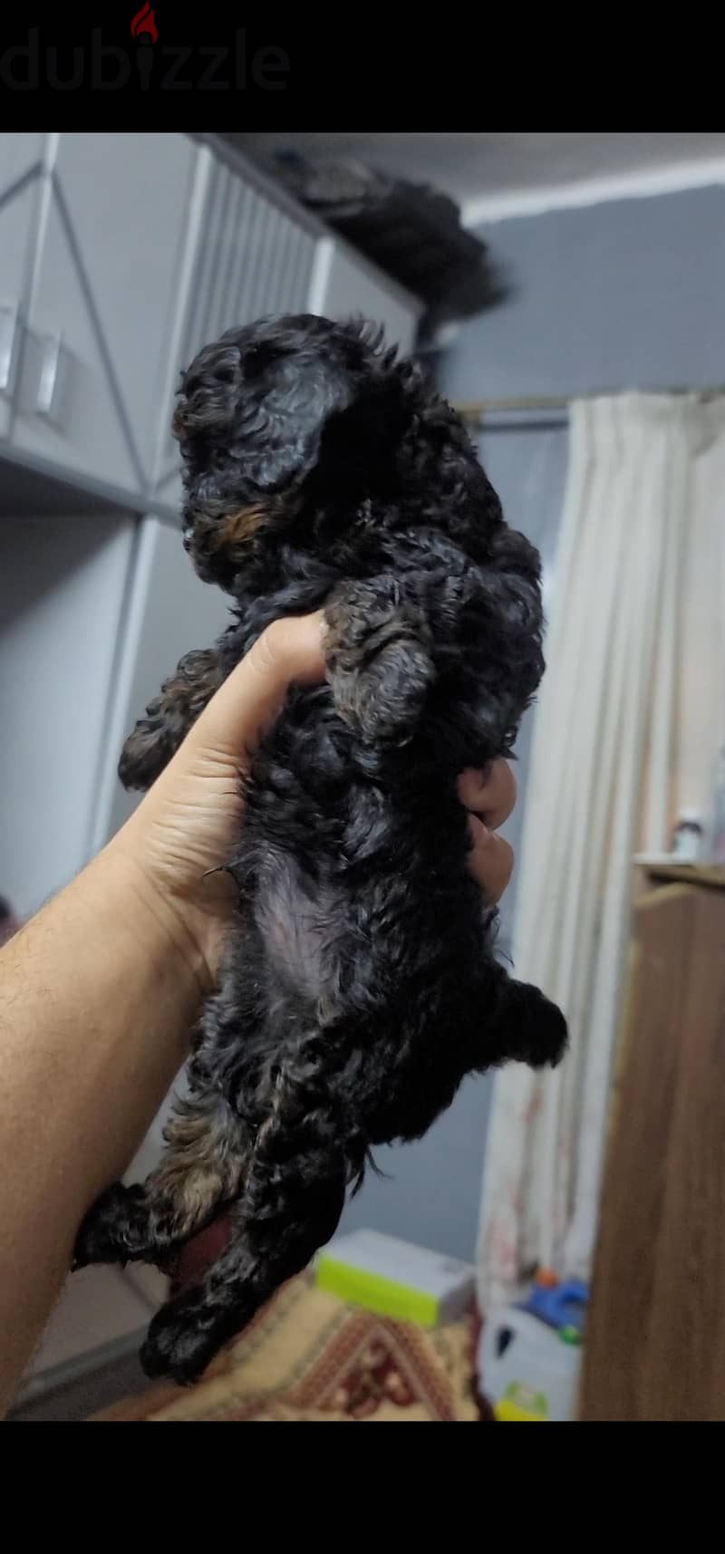 poodle 3