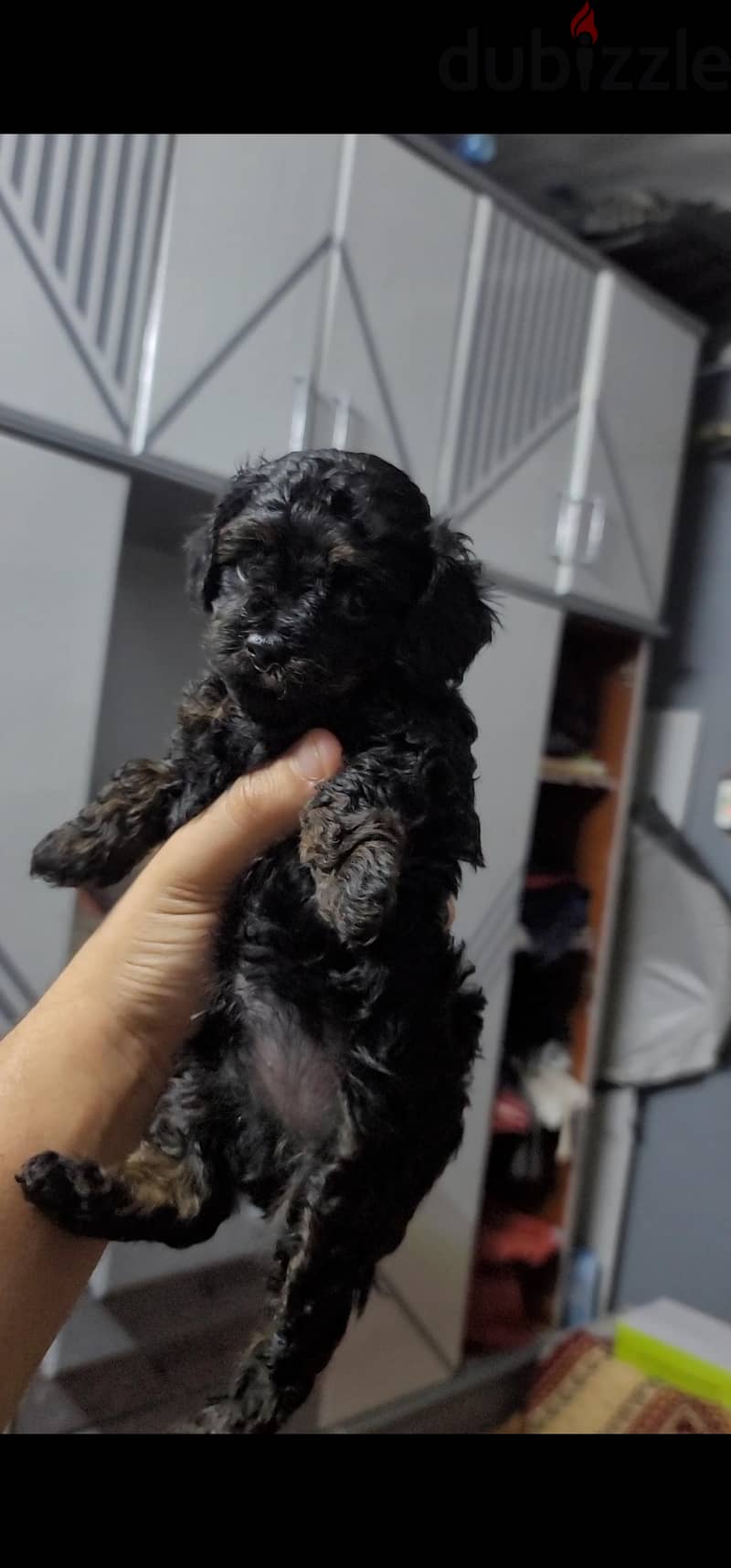 poodle 4