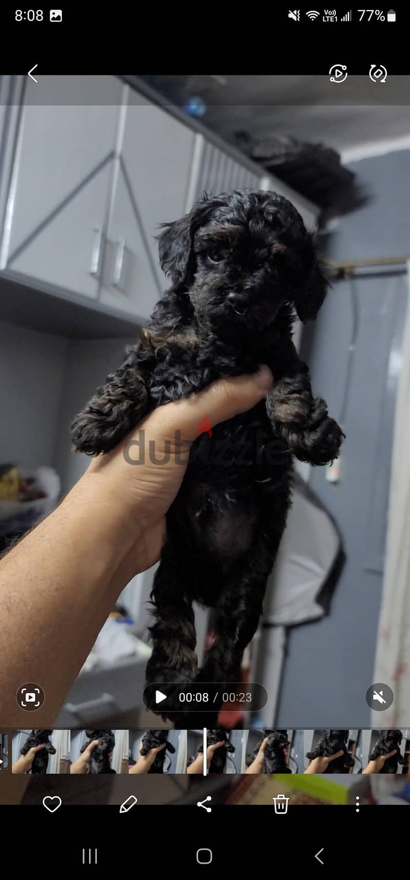poodle 5