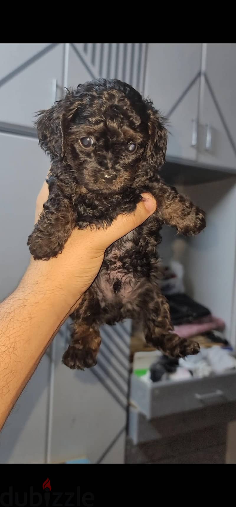 poodle 6