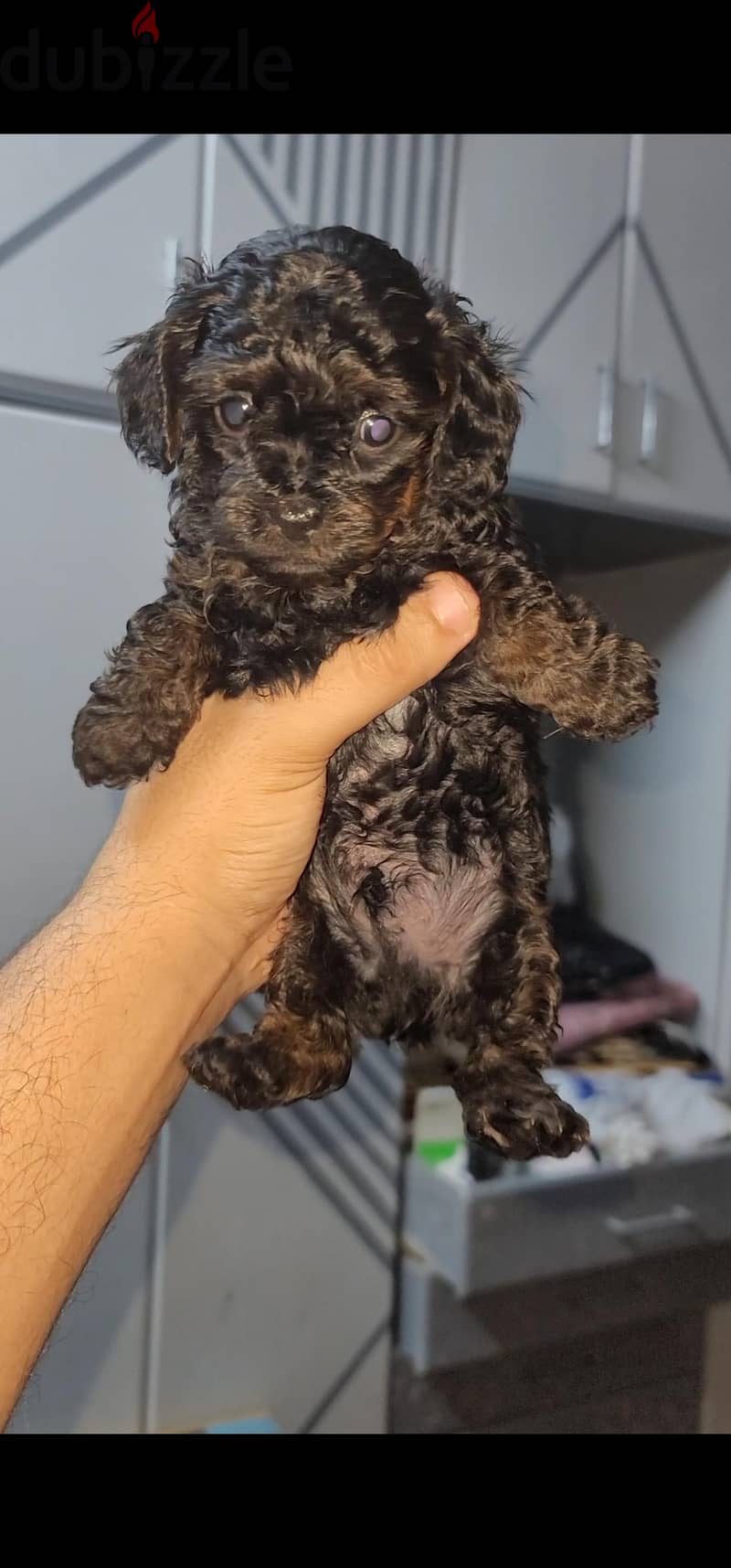 poodle 7