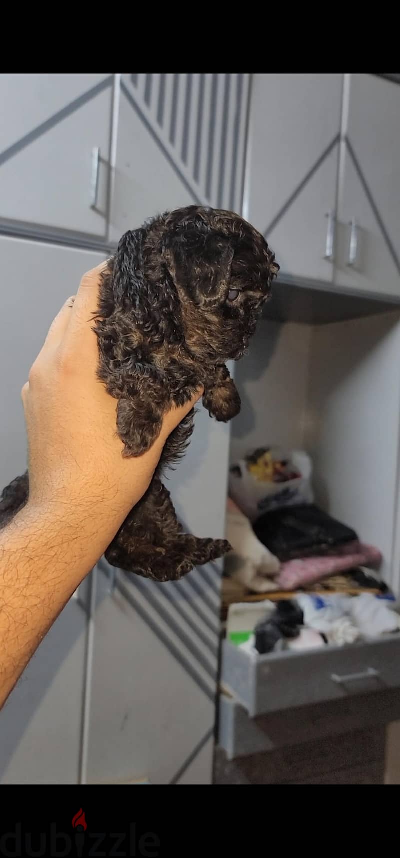 poodle 8