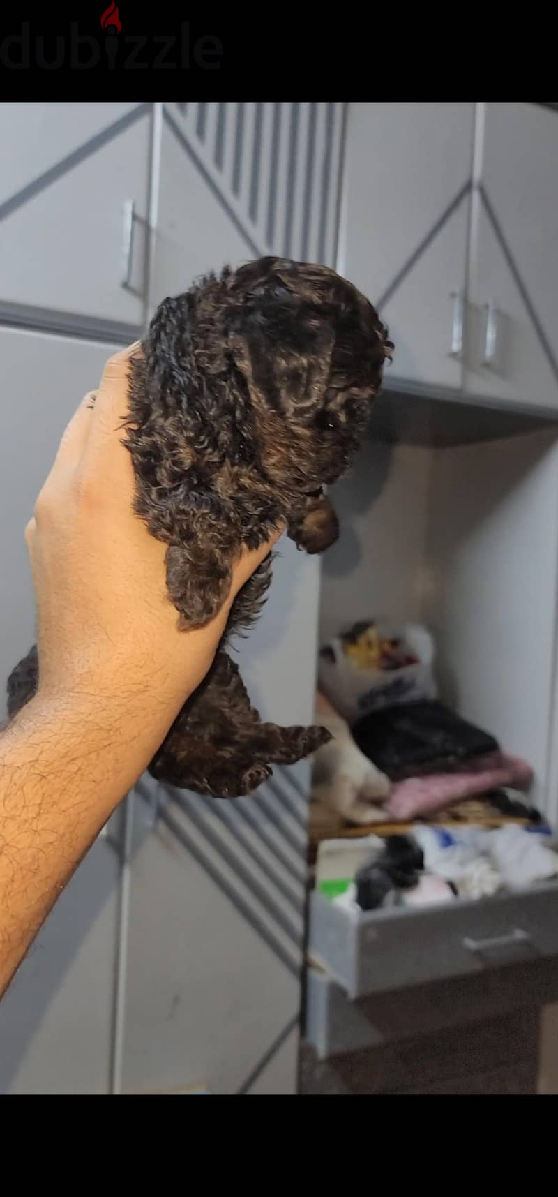 poodle 9