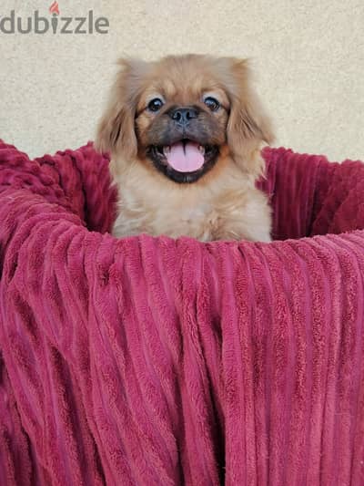 كلاب بيكينيز