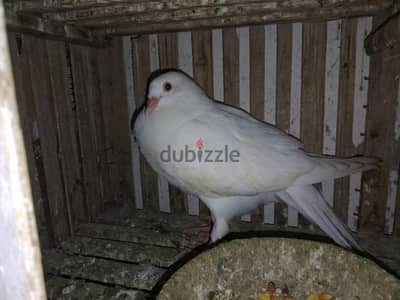 زغلول لاحم
