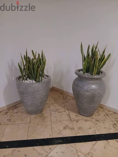 قصاري زرع grc و اسمنت