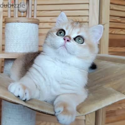 British shorthair kitten female from Russia