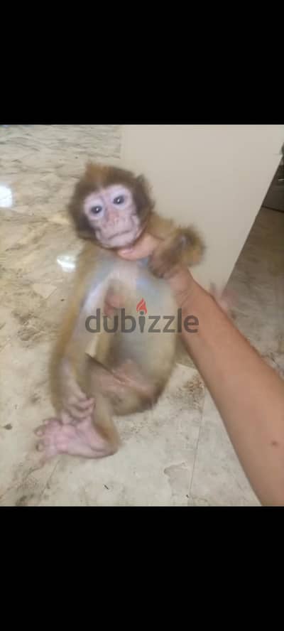 اجمل واصغر بنوته بيبي قرد مكاك لعبه حرفيا