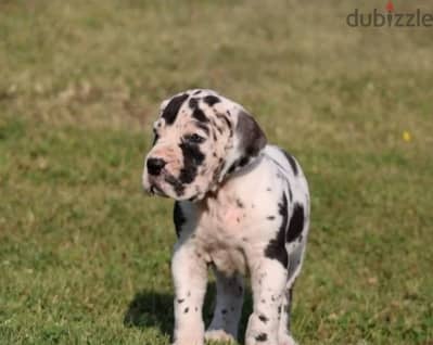Great Dane puppy male from Russia