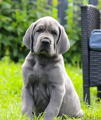 Great Dane puppy boy from Russia
