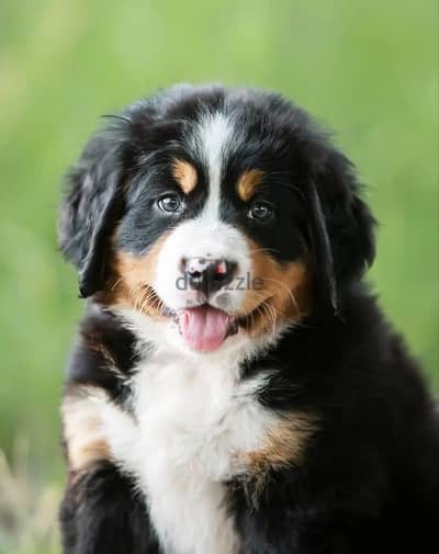 Bernese mountain puppy female Russia