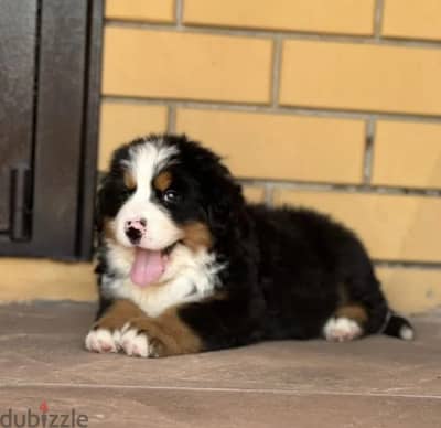 Bernese mountain puppy female from Russia