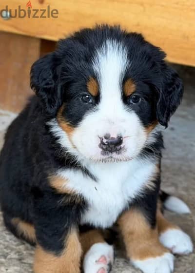 Bernese mountain puppy female from Russia