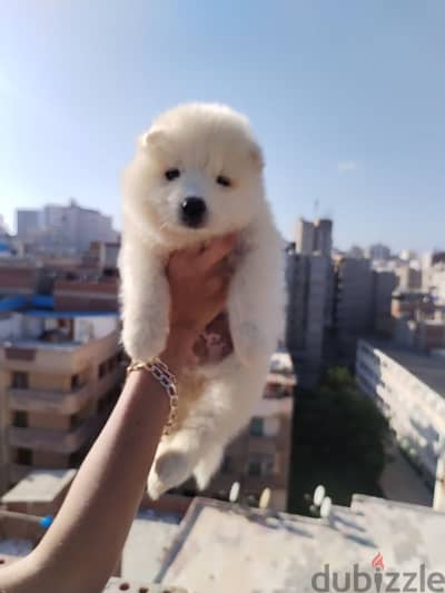 جارو سامويد ذكر عنده 33 يوم صوره الاب والام