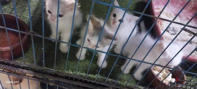 للبيع ولد وبنت شريزى جميع التطعيمات