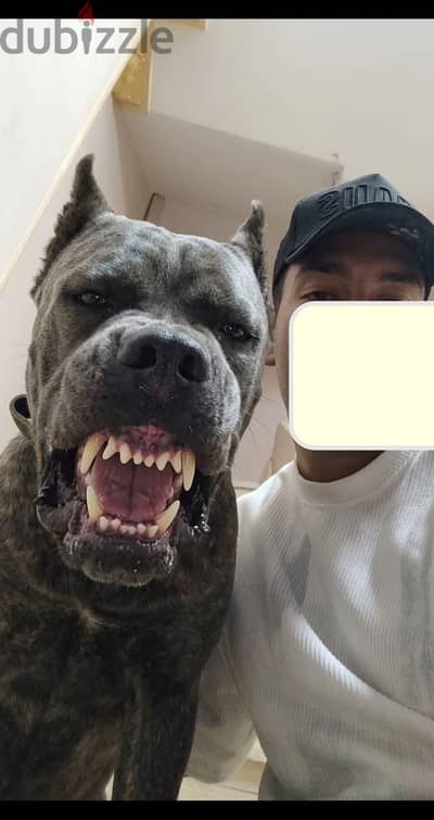 كين كورسو cane corso
