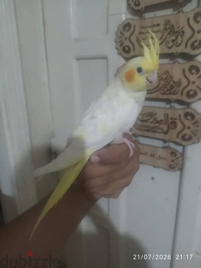 كوكتيل تاكيل يدوي